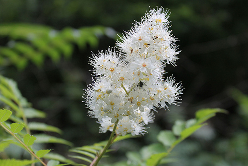Ural Falsespirea
